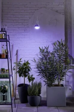 E27 Pflanzenlampe "Winter", 18 Watt 7 E27 Pflanzenlampe "Winter", 18 Watt -Garten Flaire Verkaufsgeschäft venso e27 pflanzenlampe winter 18 watt 884730 de