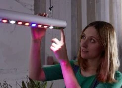 GrowLight Quattro, 35 Watt