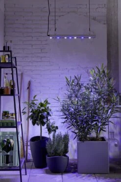 GrowLight Quattro, 35 Watt -Garten Flaire Verkaufsgeschäft venso growlight quattro 35 watt 884065 de