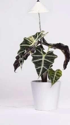 SUNLiTE Pflanzenlampe 7W, Weiß -Garten Flaire Verkaufsgeschäft venso sunlite pflanzenlampe 7w bela 1673800 de