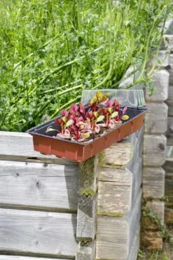 Windhager Fensterbank-Treibhaus Maxi -Garten Flaire Verkaufsgeschäft windhager fensterbank treibhaus maxi 1 stk 659843 de