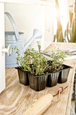 Windhager Topfplatten, 6er Platte -Garten Flaire Verkaufsgeschäft windhager topfplatten 4 x 6 toepfe 761087 de