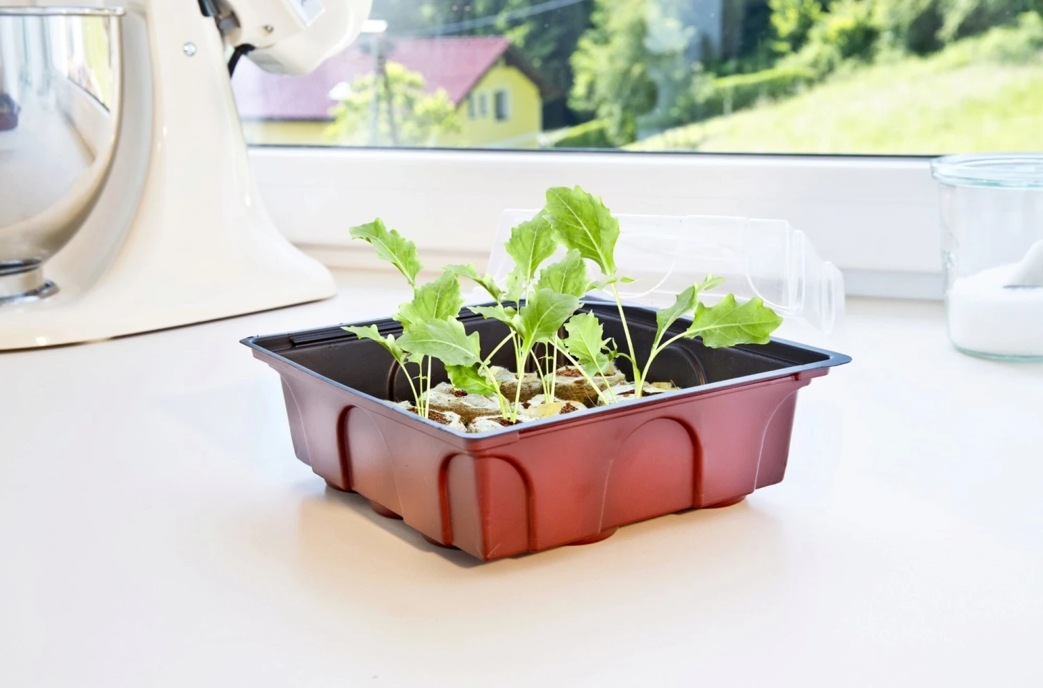 Windhager Zimmertreibhaus Inkl. 12 Quelltabs 7 Windhager Zimmertreibhaus Inkl. 12 Quelltabs - Image 5